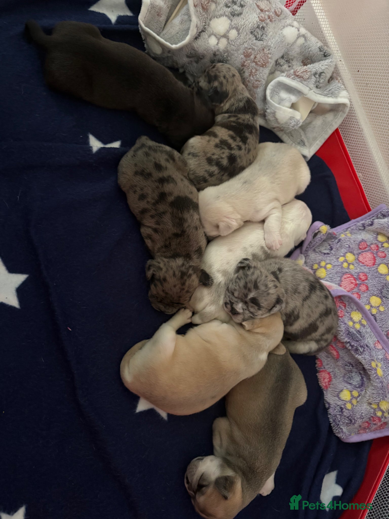 Frug dogs 🐶 Beautiful French bulldog/Pug puppies 🐶  - Advert 1