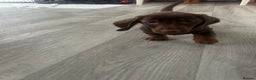 Dachshund dogs for sale: Dachshund puppy - Advert 4
