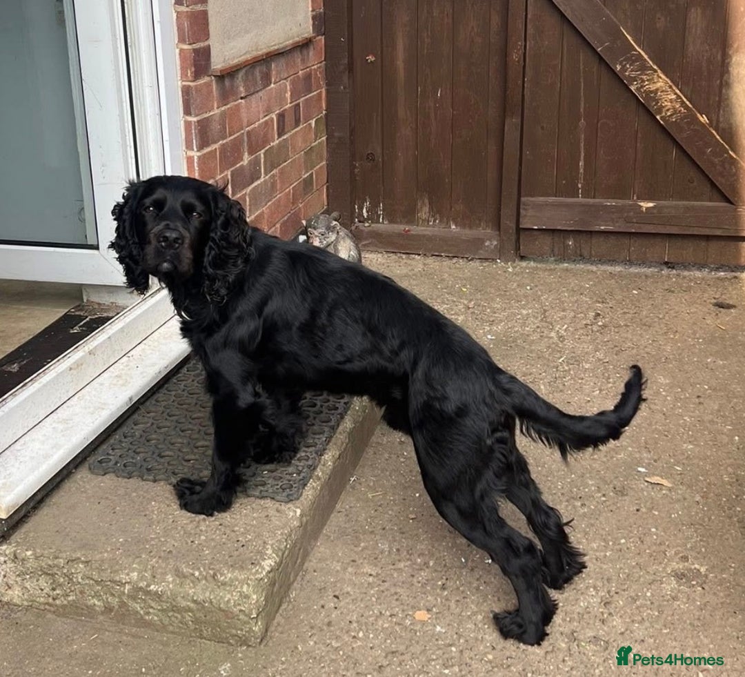 Cocker Spaniel dogs for stud: Black & chocolate tan cocker spaniel STUD - Image 1