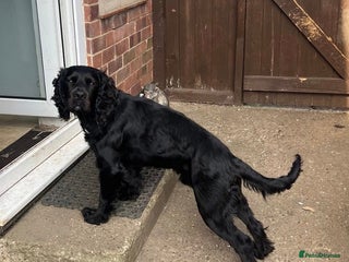 Cocker Spaniel dogs - Advert 39