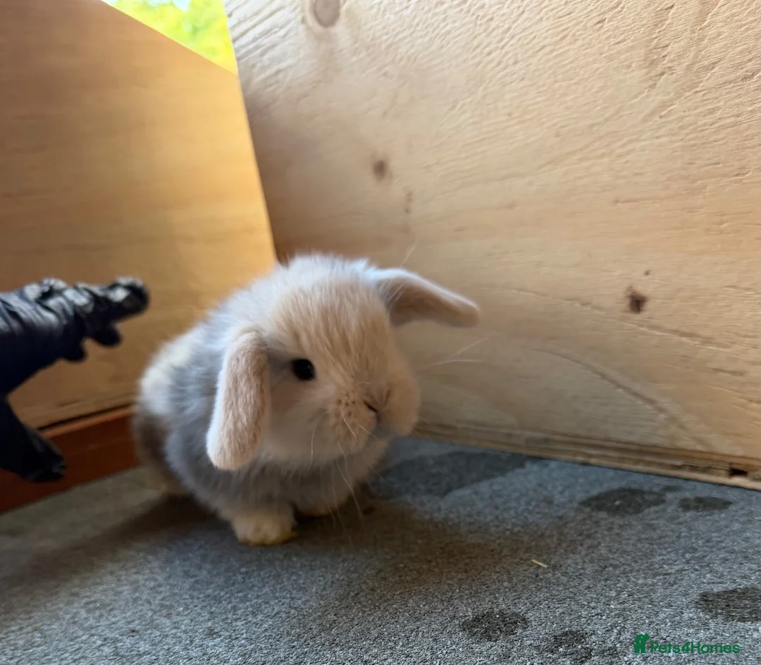 Mini Lop rabbits for sale: Beautiful Mini Lops  - Advert 2