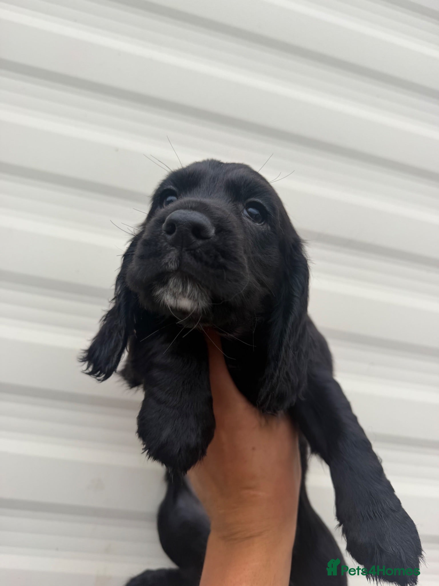 Cocker Spaniel dogs Cocker spaniels  - Advert 2