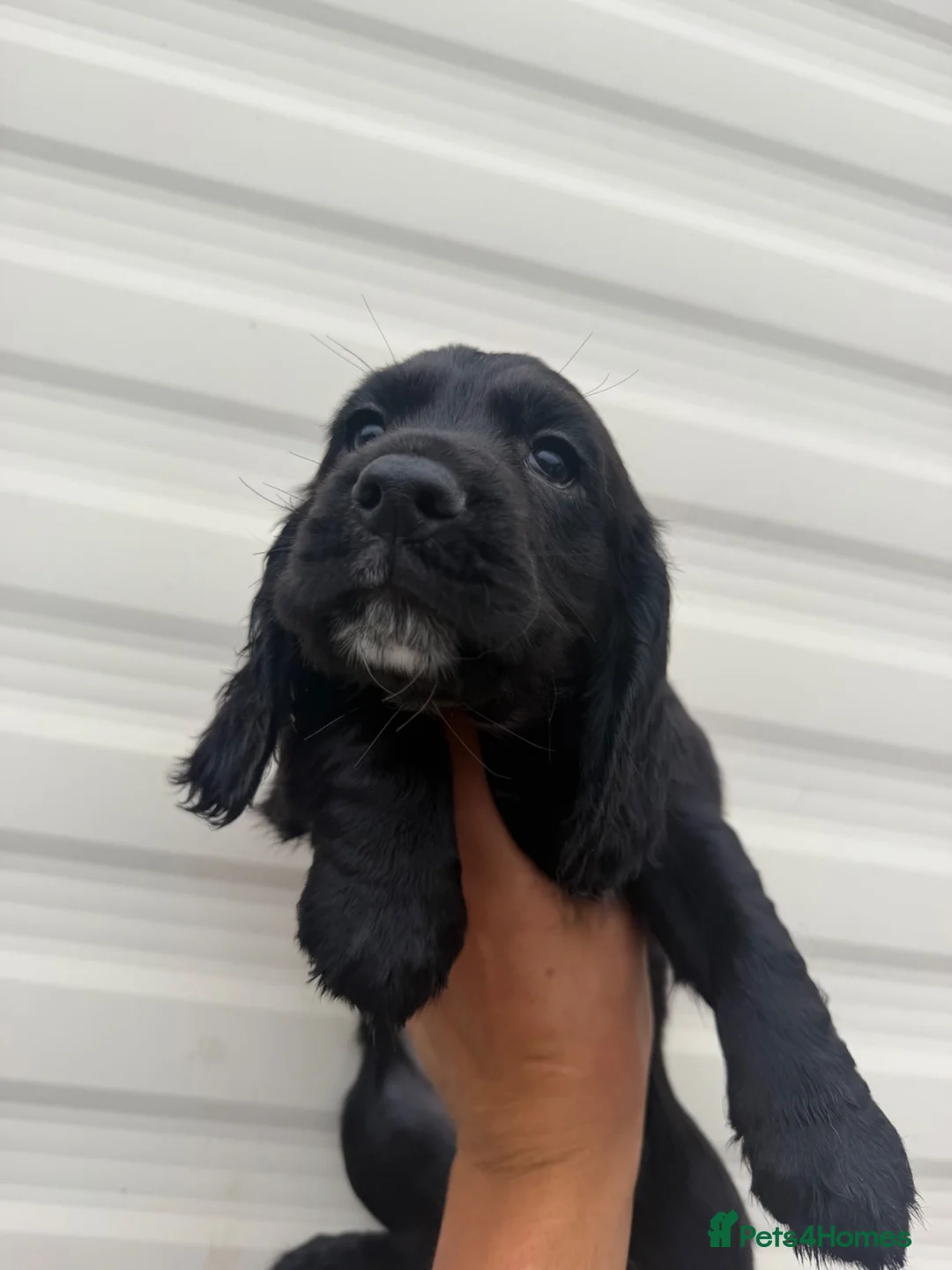 Cocker Spaniel dogs for sale: Cocker spaniels  - Advert 2