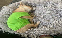 Chihuahua dogs for sale: Tiny chihuahua boy - Image 2