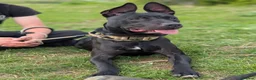 Mixed Breed dogs for stud: Dutch shepherd cross  in Welwyn Garden City - Advert 3
