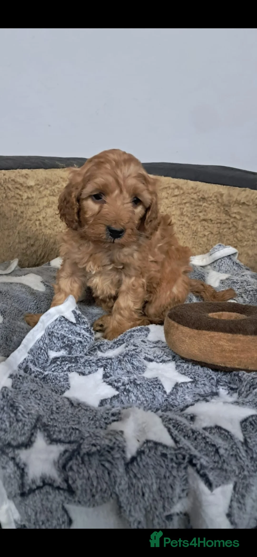 Cockapoo dogs for sale: Cockapoo pups - Advert 2
