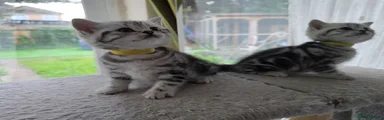 Yellow Collar Female 