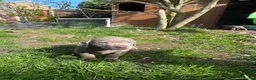 Labrador Retriever dogs for sale: 5 generations pedigree silver Labrador puppies  - Advert 15