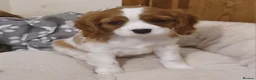 Cavalier King Charles Spaniel dogs for sale:  Health tested puppies ready now - Advert 7