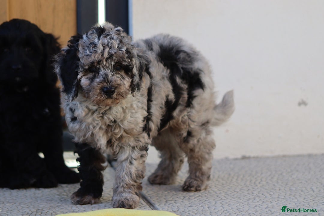 Cavapoo dogs for sale: Beautiful Cavapoochons for sale  - Image 23