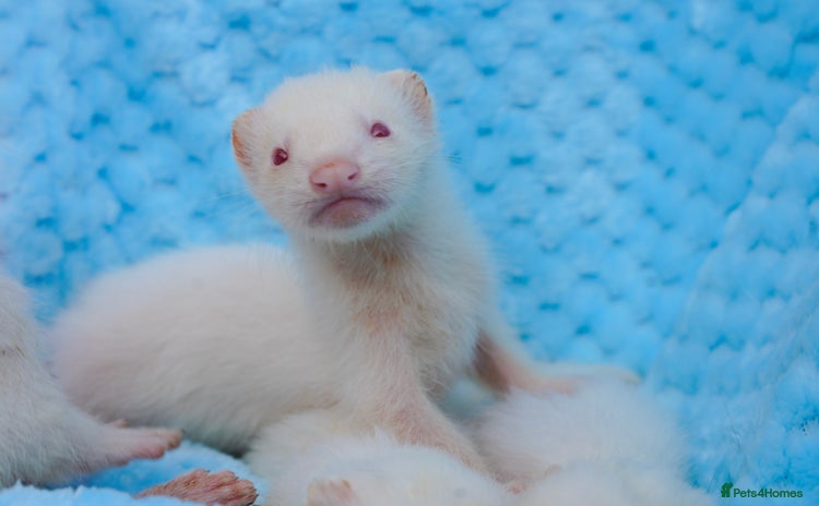 Ferret rodents - Advert 9