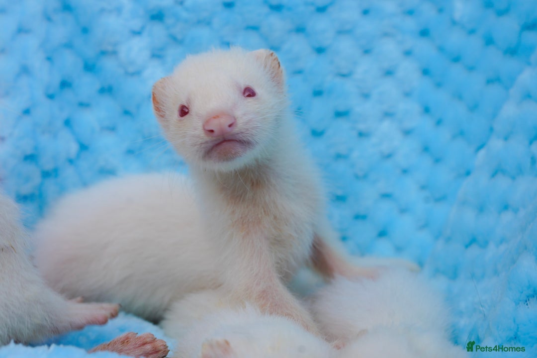 Ferret rodents for sale: Albino ferret kits  - Image 1