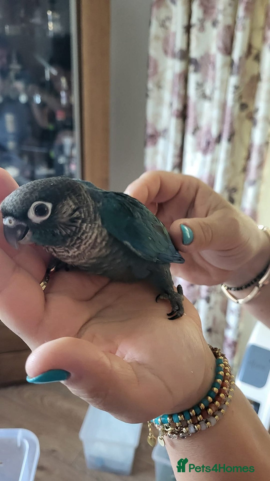 Conures birds for sale: Green cheek conures cinnamon and turquoise  - Advert 2