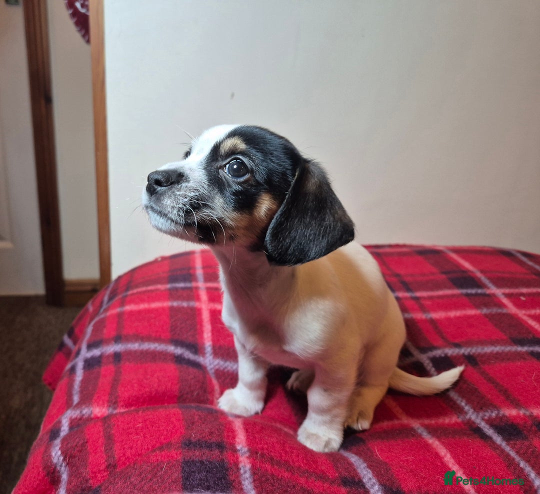 Chihuahua dogs for sale: Chihuahua puppies girls  - Advert 9