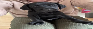 Puppy 1