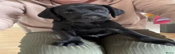 Mixed Breed dogs for sale: 2 girls, 1 boy. Springador puppies  - Advert 9