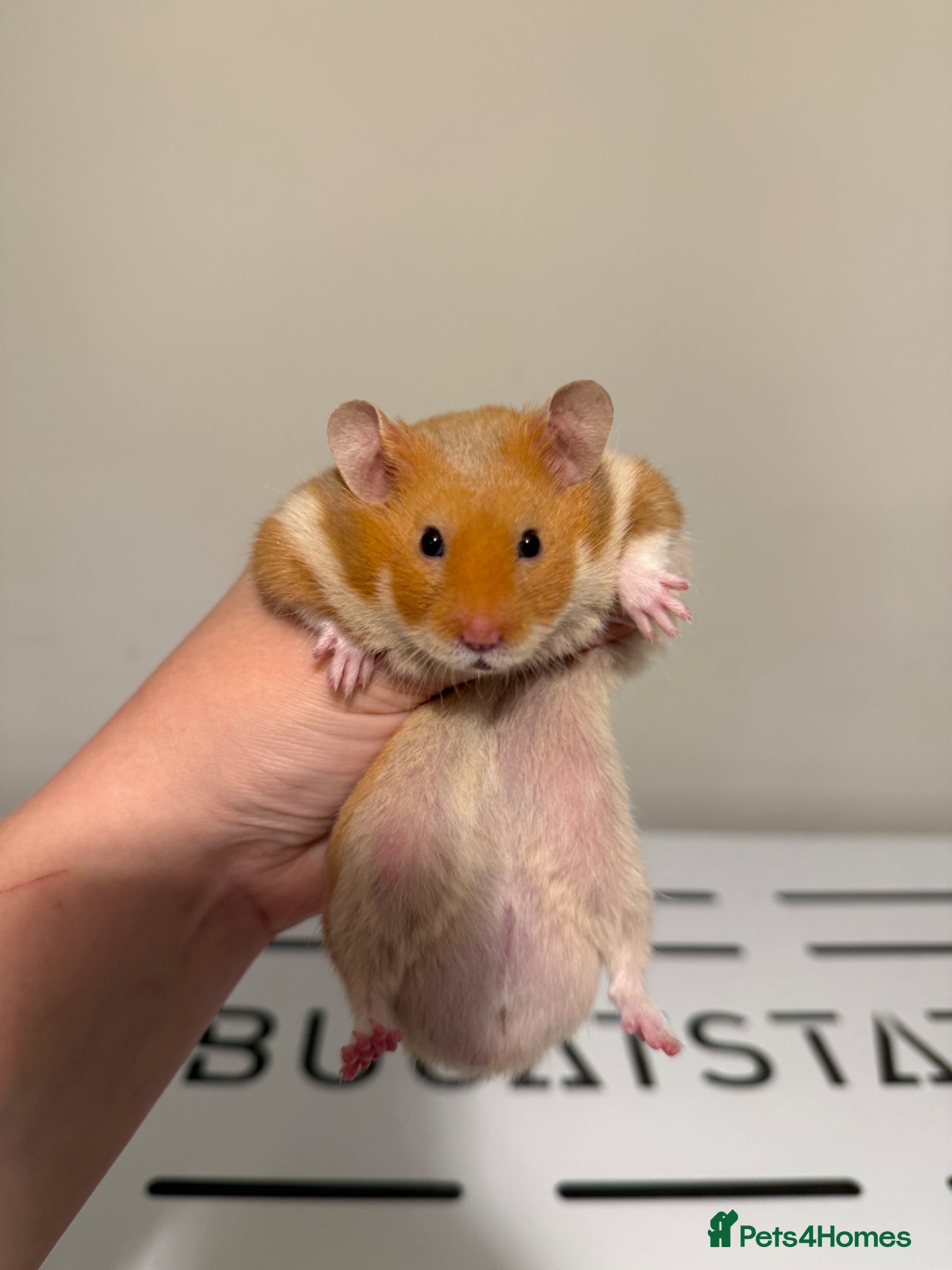 Hamster rodents Stunning Pedigree Hamster babies *1 MALE LEFT* - Advert 5