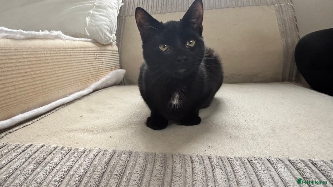 Mixed Breed cats for sale: Male mixed older kitten  - Image 2