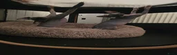 Sphynx cats for sale: Ready Sphynx Kittens Looking for Their Forever 🏰 - Advert 15