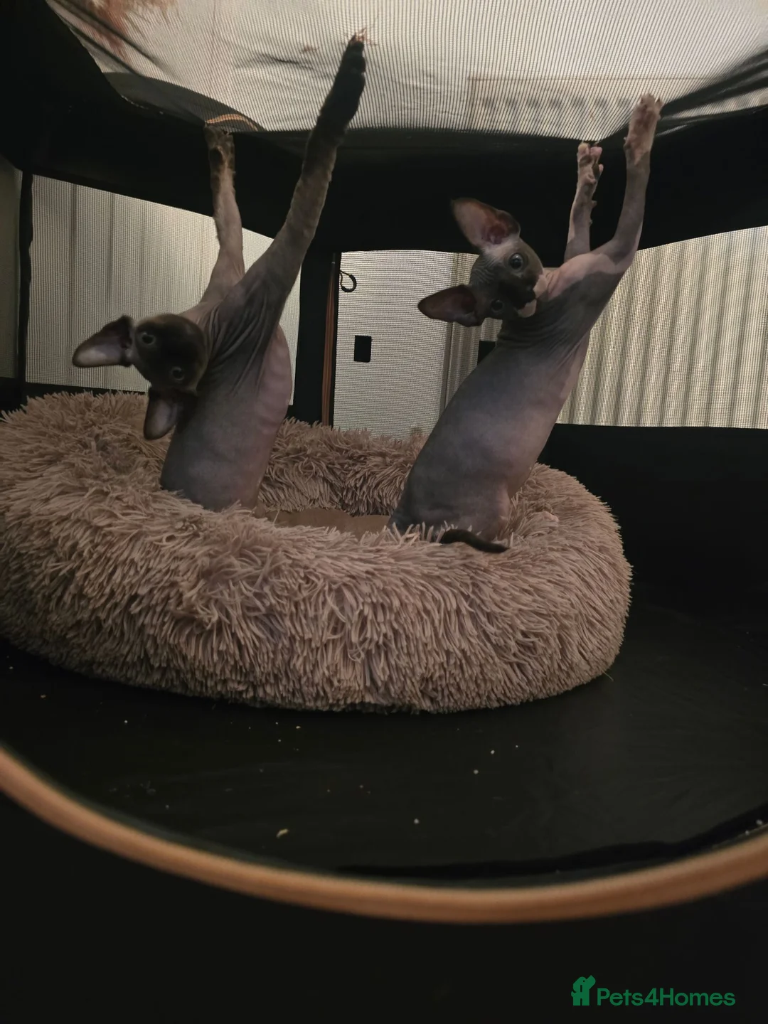Sphynx cats for sale: Ready Sphynx Kittens Looking for Their Forever 🏰 - Advert 15