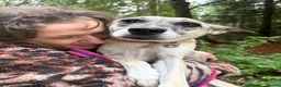 Mixed Breed dogs for adoption: Verity - Poringland Norfolk  in Norwich - Advert 2