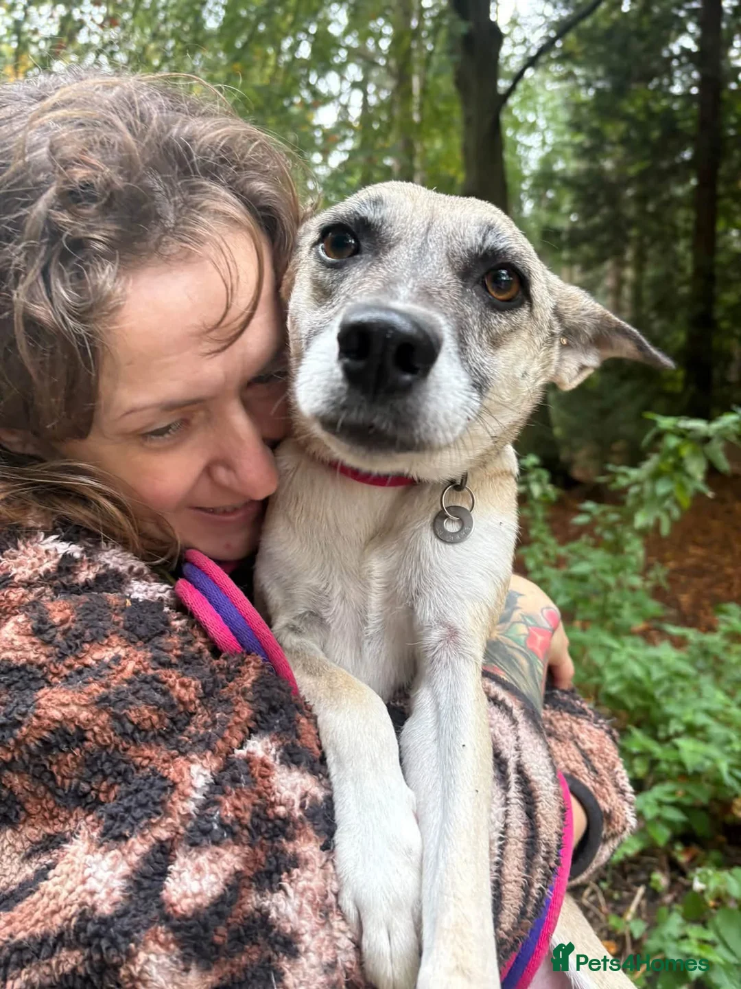 Mixed Breed dogs for adoption: Verity - Poringland Norfolk  in Norwich - Advert 2
