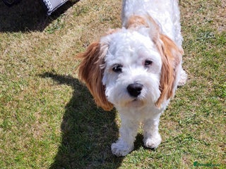 Cavapoo dogs Male cavapoo for sale ,Liverpool - Advert 2