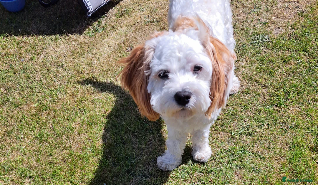 Cavapoo dogs for sale: Male cavapoo  for sale, Liverpool - Advert 1