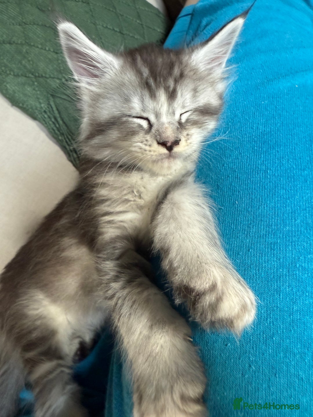 Maine Coon cats for sale: Tica registered Maine Coons from champion lines  - Image 22