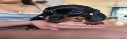 Miniature Dachshund dogs for sale: Miniature kc registered pups ready 7th oct - Advert 3