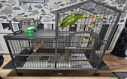 Parrots birds for sale: Amazon  - Image 1