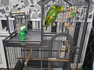 Parrots birds - Advert 13