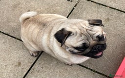 Pug dogs for sale: Pug dog for sale - Image 9