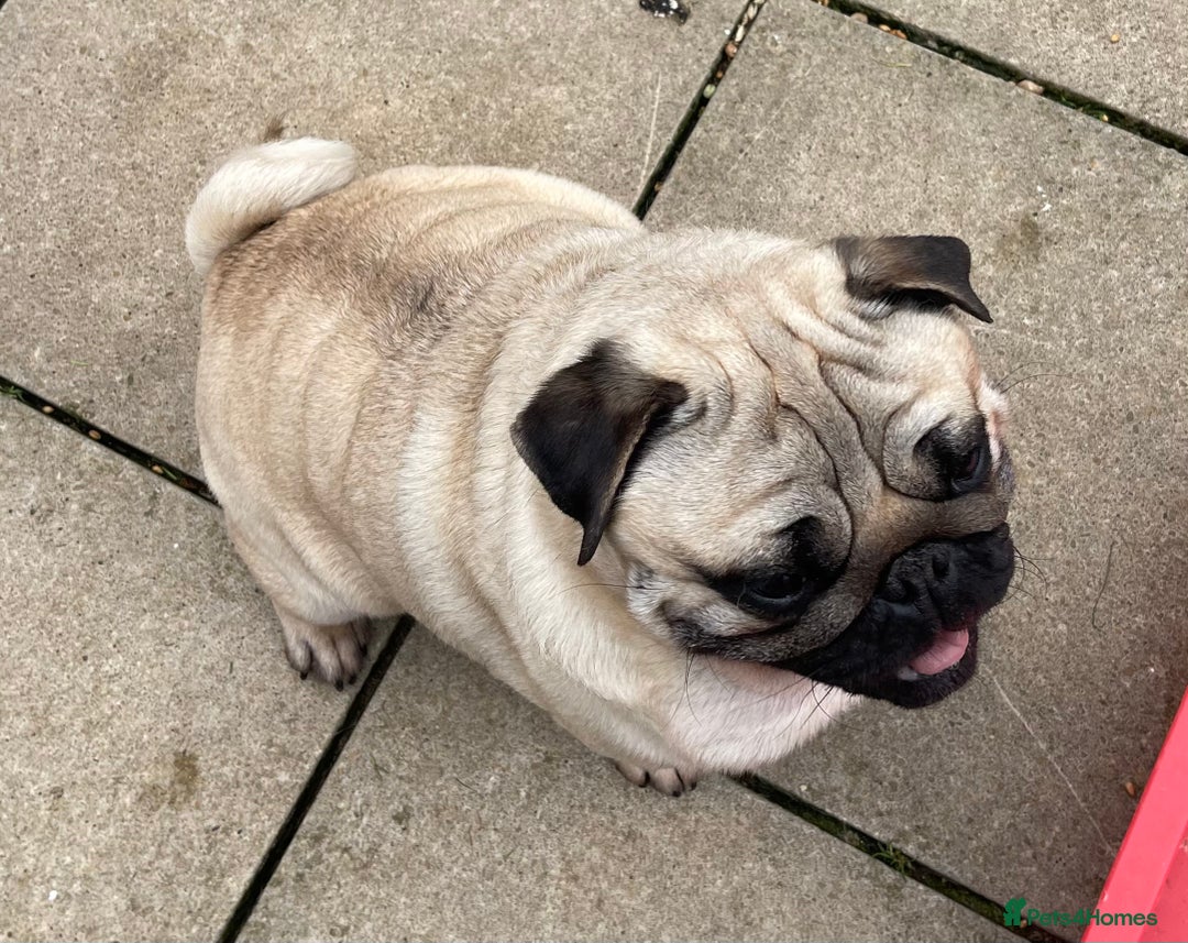 Pug dogs for sale: Pug dog for sale - Image 9