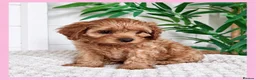 Cavapoo dogs for sale: Gorgeous cavapoo puppies from DNA tested parents - Advert 32