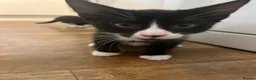 Domestic Shorthair cats for adoption: Bonded pair rescue kittens 10 weeks ready to go in Hook - Advert 10