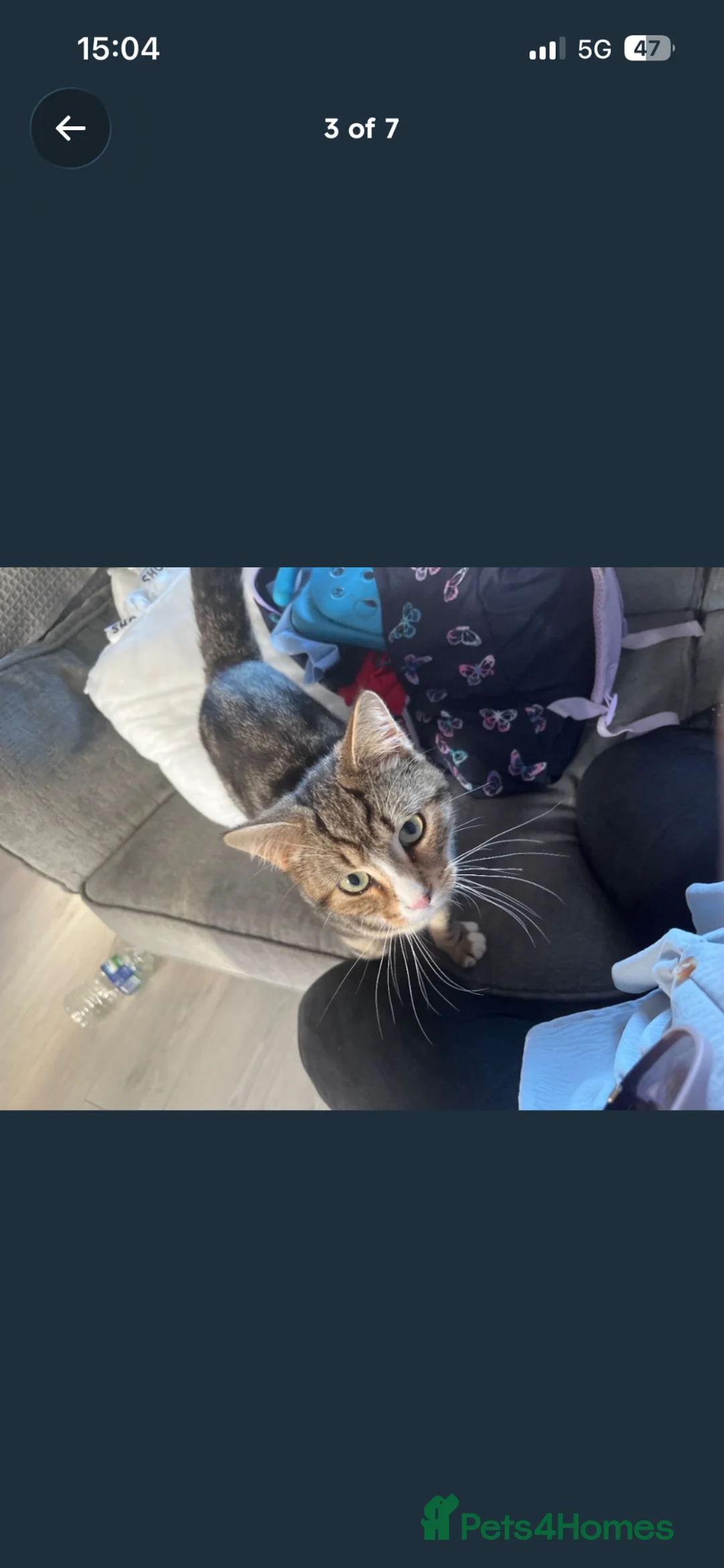 Mixed Breed cats for sale: 2 older kittens to go together  - Advert 4