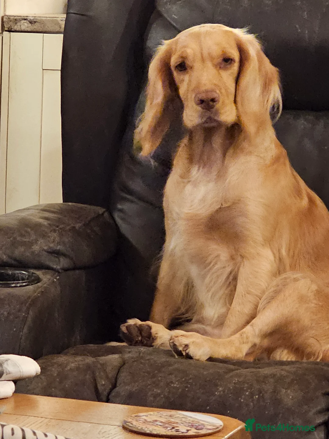 Gallery Image {{count}}