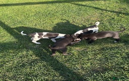 Mixed Breed dogs for sale: Lurcher x Foxhound  - Image 3