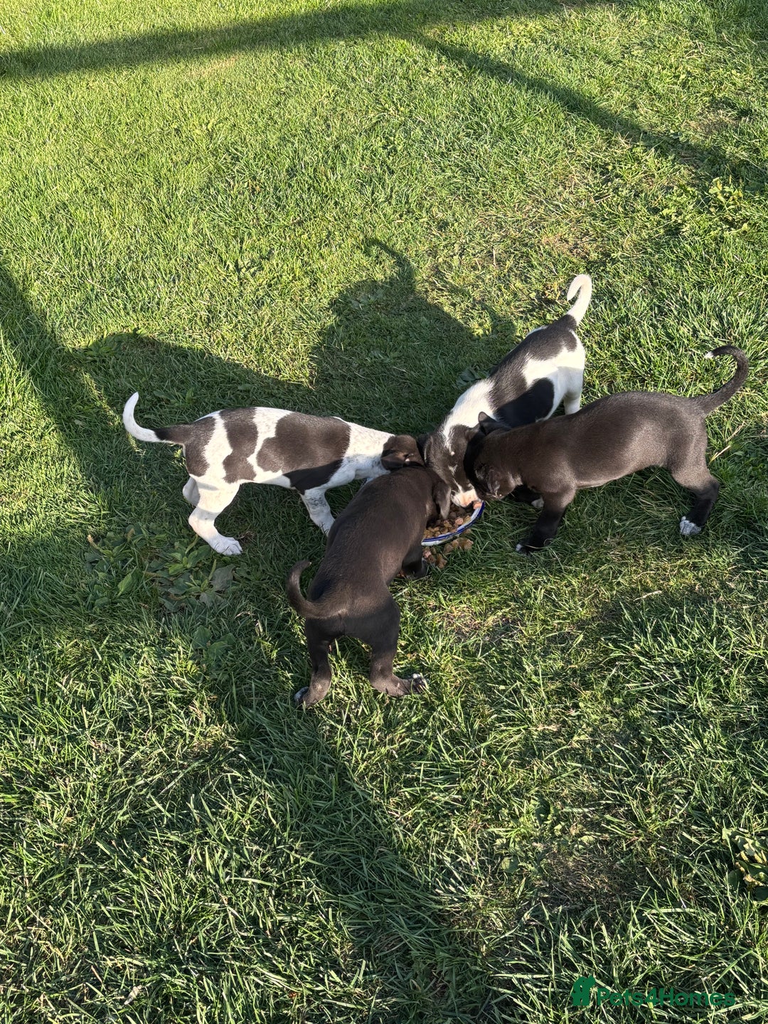 Mixed Breed dogs for sale: Lurcher x Foxhound  - Image 3