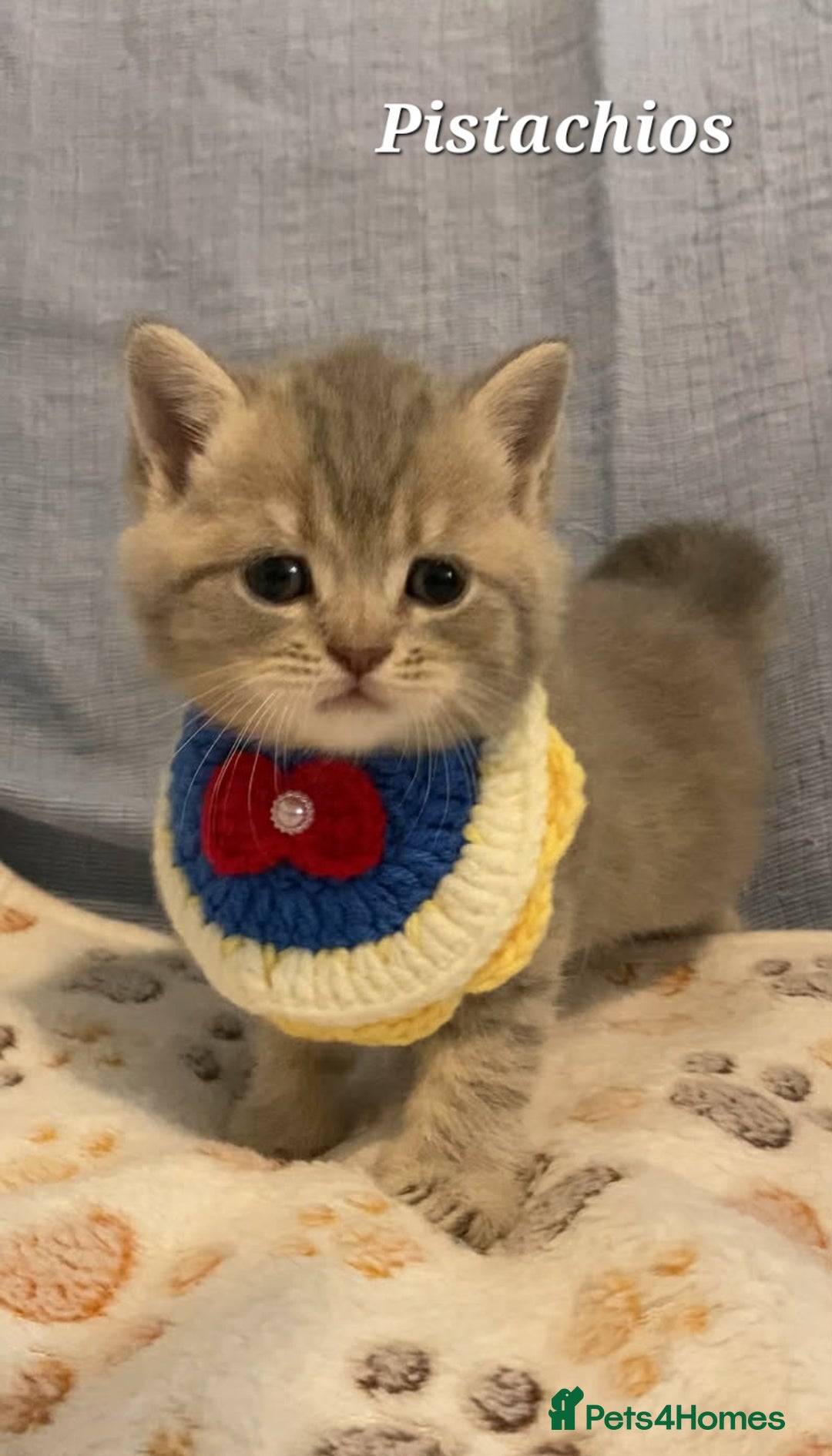 British Shorthair cats for sale: Left 1 boy only (British Shorthair) - Advert 12