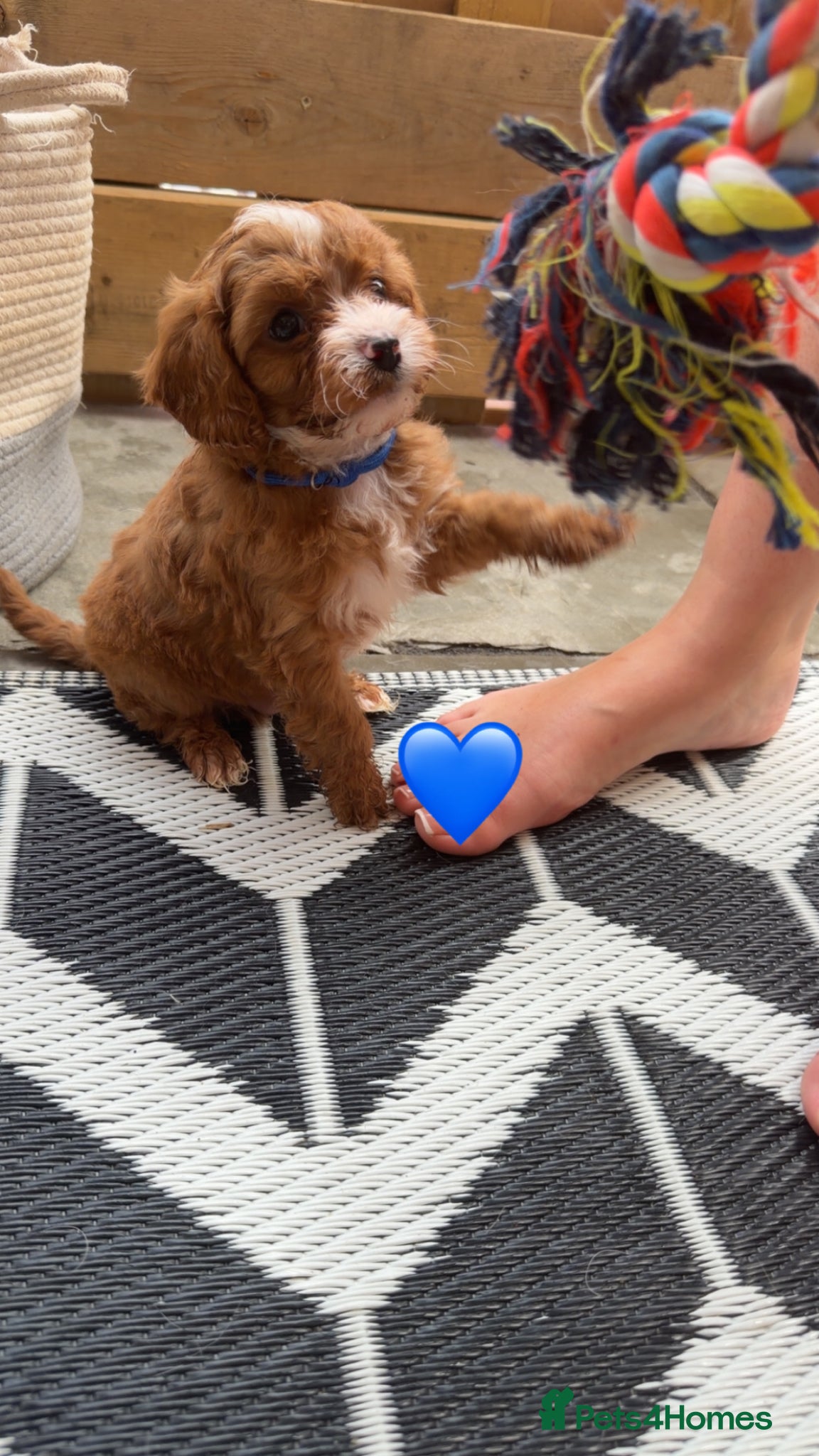 Cavapoo dogs F1 cavapoos 🥰dna health clear parents,💙🩷  - Advert 1