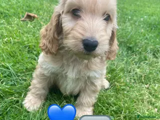 Cockapoo dogs F1 SABLE COCKAPOO BOY.READY NOW. - Advert 14
