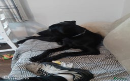 Mixed Breed dogs for sale: Rolo male Labrador x lurcher  - Advert 2