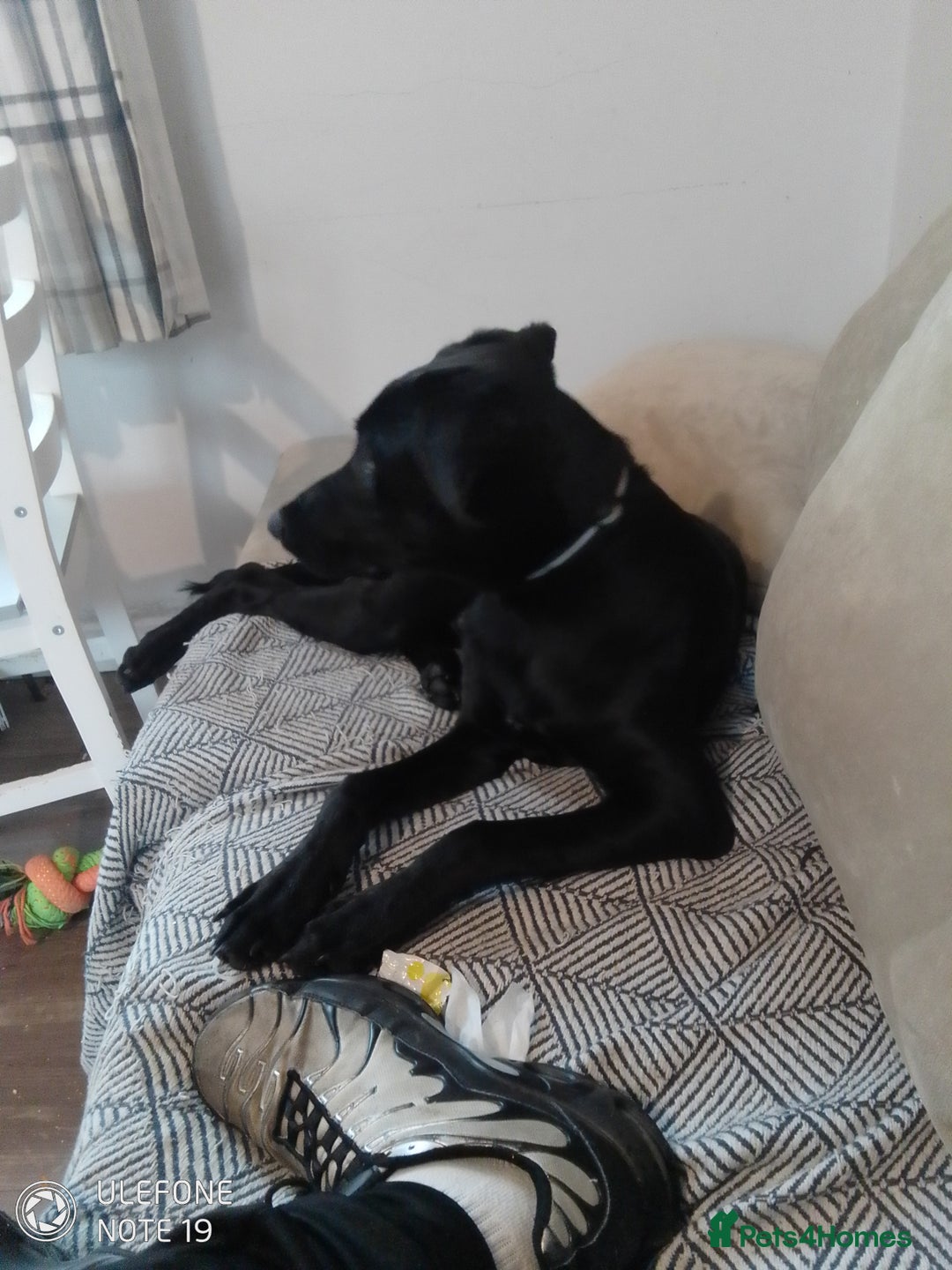 Mixed Breed dogs for sale: Rolo male Labrador x lurcher  - Advert 2