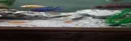 Cichlids fish for sale: Red zebra / orange malawi in South Shields - Advert 2