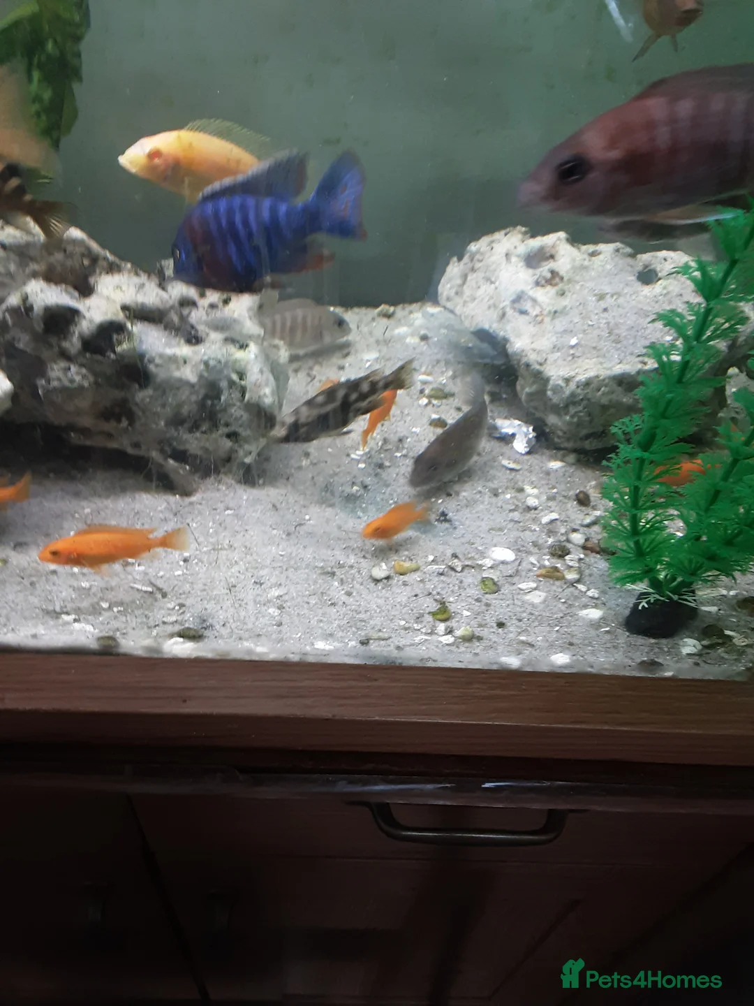 Cichlids fish for sale: Red zebra / orange malawi in South Shields - Advert 2