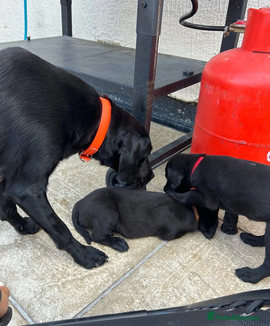 Labrador Retriever dogs for sale: 3 boys Labrador puppy’s ready to leave - Advert 18