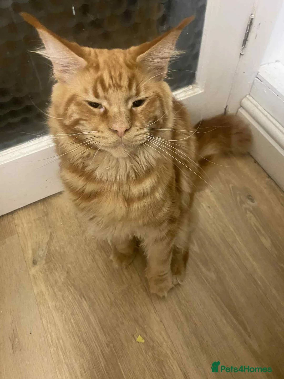 Maine Coon cats for sale: Xl mainecoon kittens full breed non reg  - Advert 6