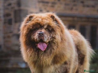 Chow Chow dogs in Accrington - Advert 6